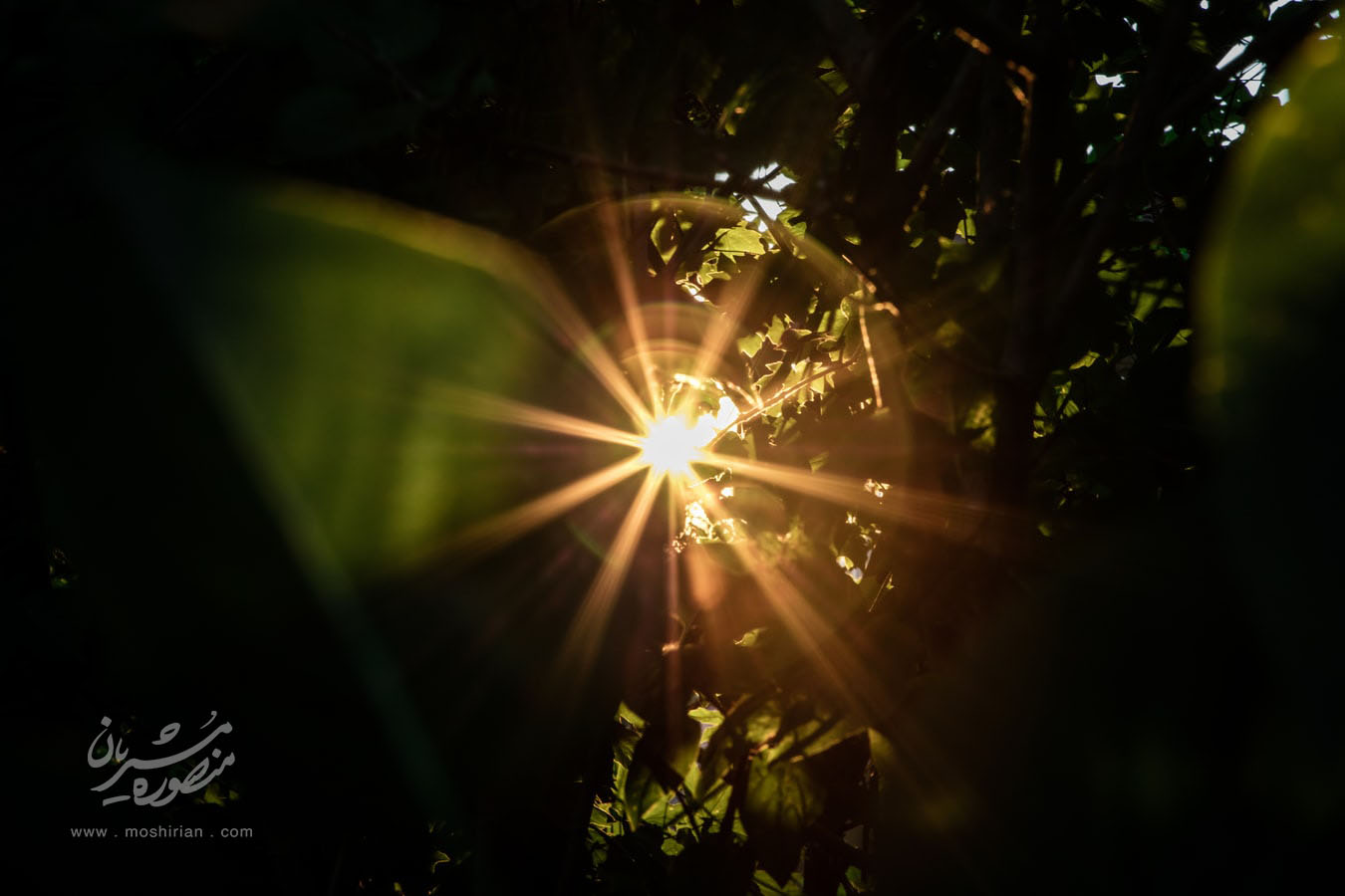 شکوفایی چیست؟